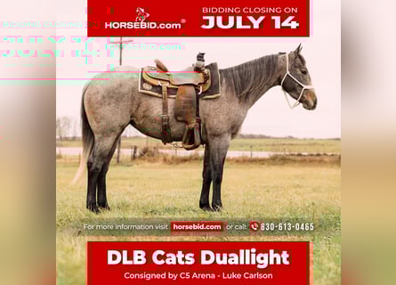 American Quarter Horse, Giumenta, 4 Anni, 150 cm, Baio roano