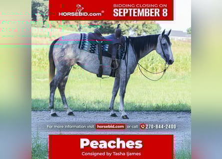 American Quarter Horse, Giumenta, 4 Anni, 150 cm, Grigio