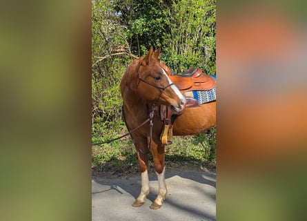 American Quarter Horse, Giumenta, 4 Anni, 150 cm, Sauro
