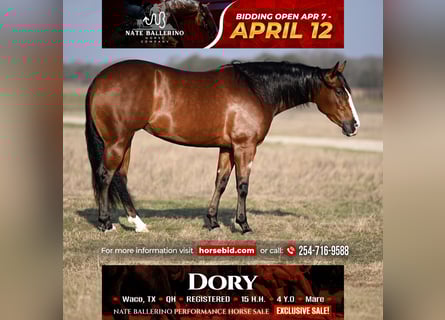 American Quarter Horse, Giumenta, 4 Anni, 152 cm, Baio ciliegia