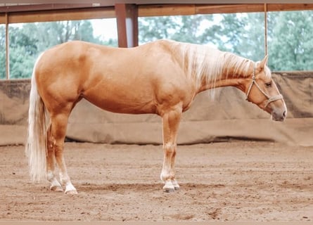 American Quarter Horse, Giumenta, 4 Anni, 152 cm, Palomino