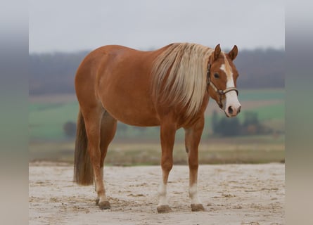 American Quarter Horse, Giumenta, 4 Anni, 152 cm