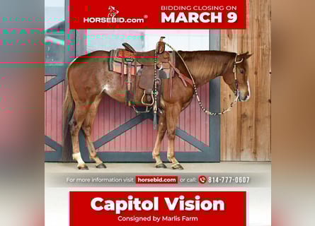 American Quarter Horse, Giumenta, 4 Anni, 152 cm, Roano rosso