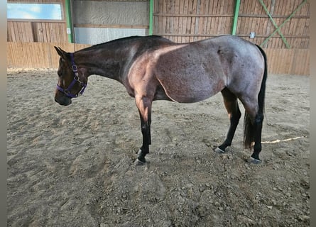 American Quarter Horse, Giumenta, 4 Anni, 153 cm, Baio roano