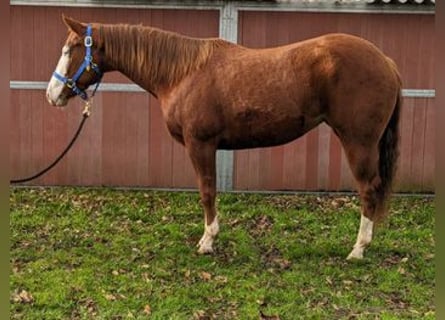 American Quarter Horse, Giumenta, 4 Anni, 153 cm, Sauro