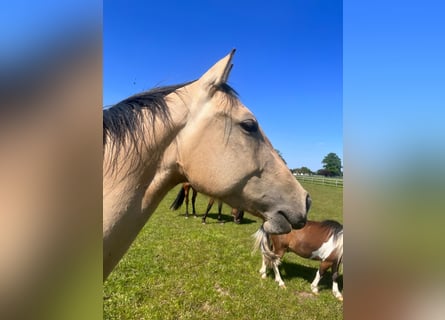 American Quarter Horse, Giumenta, 4 Anni, 155 cm, Pelle di daino