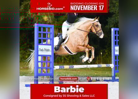 American Quarter Horse, Giumenta, 4 Anni, 163 cm, Palomino