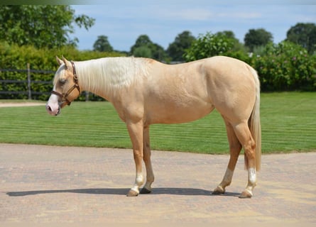 American Quarter Horse, Giumenta, 4 Anni, Palomino