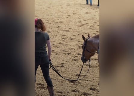 American Quarter Horse, Giumenta, 4 Anni, Red dun