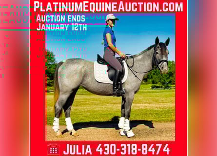 American Quarter Horse, Giumenta, 4 Anni, Roano blu