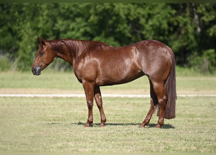 American Quarter Horse, Giumenta, 4 Anni, Sauro ciliegia