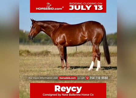 American Quarter Horse, Giumenta, 4 Anni, Sauro ciliegia