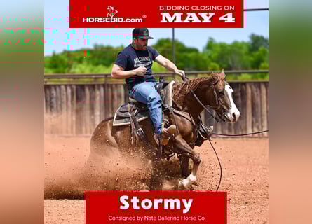 American Quarter Horse, Giumenta, 4 Anni, Sauro ciliegia