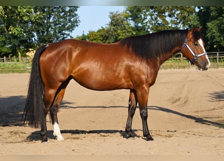 American Quarter Horse, Giumenta, 5 Anni, 145 cm, Baio