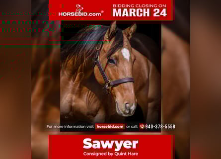 American Quarter Horse Mix, Giumenta, 5 Anni, 145 cm, Falbo