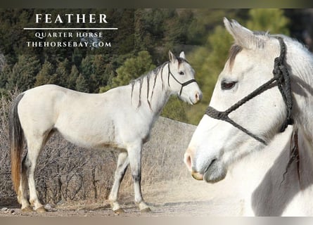 American Quarter Horse, Giumenta, 5 Anni, 147 cm, Grigio