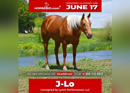 American Quarter Horse, Giumenta, 5 Anni, 147 cm, Palomino