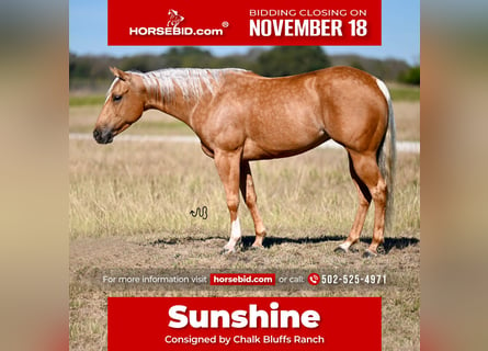 American Quarter Horse, Giumenta, 5 Anni, 147 cm, Palomino