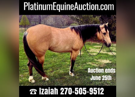 American Quarter Horse, Giumenta, 5 Anni, 147 cm, Pelle di daino