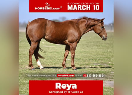 American Quarter Horse, Giumenta, 5 Anni, 147 cm, Sauro ciliegia