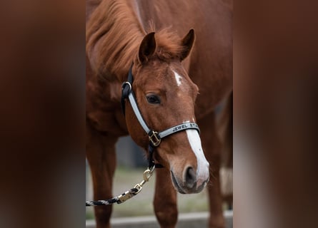 American Quarter Horse, Giumenta, 5 Anni, 148 cm, Sauro