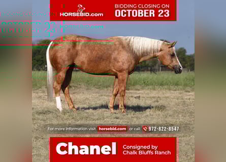 American Quarter Horse, Giumenta, 5 Anni, 150 cm, Palomino