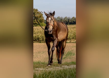 American Quarter Horse, Giumenta, 5 Anni, 150 cm, Pelle di daino