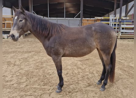 American Quarter Horse, Giumenta, 5 Anni, 150 cm, Pelle di daino