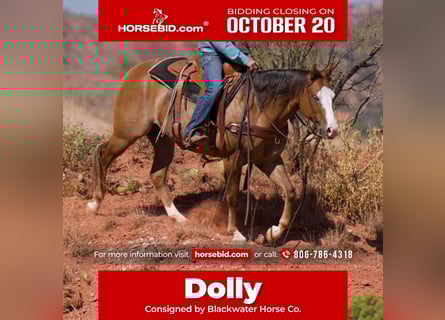 American Quarter Horse, Giumenta, 5 Anni, 152 cm, Falbo