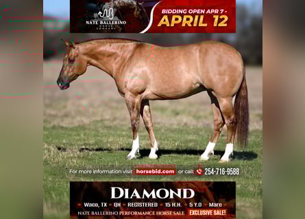 American Quarter Horse, Giumenta, 5 Anni, 152 cm, Red dun