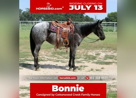 American Quarter Horse, Giumenta, 5 Anni, 152 cm, Roano blu