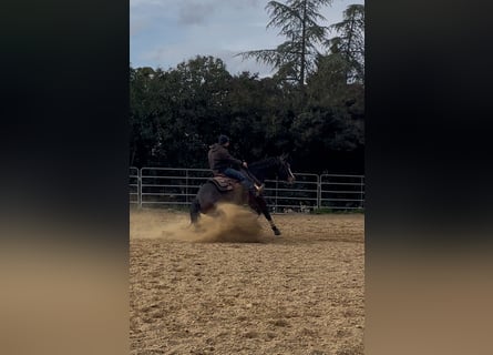 American Quarter Horse, Giumenta, 5 Anni, 153 cm, Baio scuro