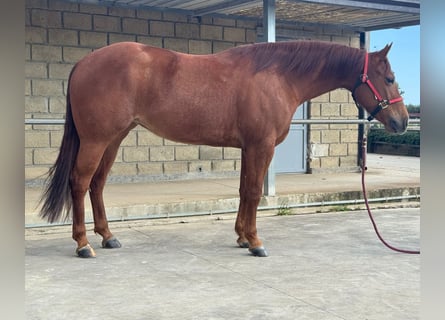 American Quarter Horse, Giumenta, 5 Anni, 153 cm, Sauro