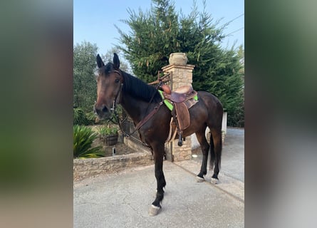 American Quarter Horse, Giumenta, 5 Anni, 155 cm, Baio