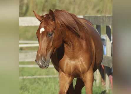 American Quarter Horse Mix, Giumenta, 5 Anni, 162 cm, Sauro