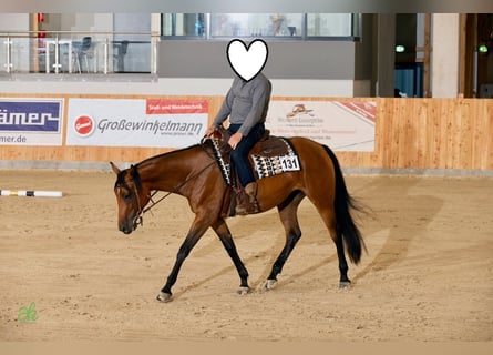 American Quarter Horse, Giumenta, 5 Anni, 165 cm, Baio