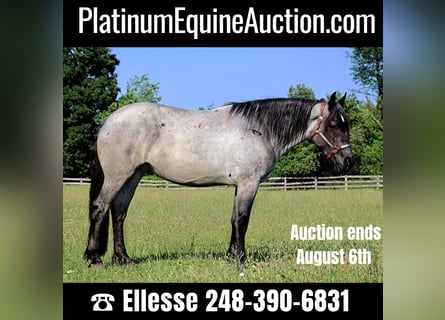 American Quarter Horse, Giumenta, 5 Anni, Roano blu