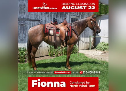 American Quarter Horse, Giumenta, 6 Anni, 145 cm, Roano rosso