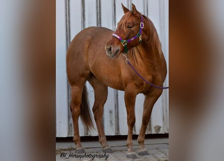 American Quarter Horse, Giumenta, 6 Anni, 147 cm, Red dun