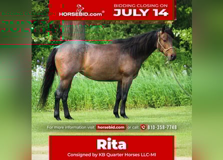 American Quarter Horse, Giumenta, 6 Anni, 150 cm, Baio roano