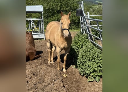 American Quarter Horse, Giumenta, 6 Anni, 150 cm, Champagne