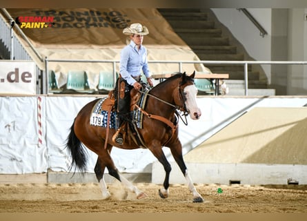 American Quarter Horse, Giumenta, 6 Anni, 152 cm, Baio