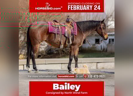 American Quarter Horse, Giumenta, 6 Anni, 152 cm, Baio roano