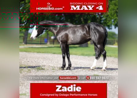 American Quarter Horse, Giumenta, 6 Anni, 152 cm, Morello