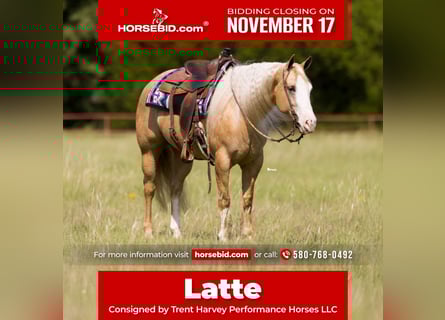 American Quarter Horse, Giumenta, 6 Anni, 152 cm, Palomino