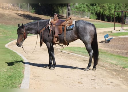 American Quarter Horse, Giumenta, 6 Anni, 152 cm, Roano blu