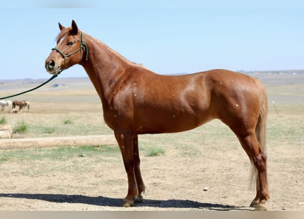 American Quarter Horse, Giumenta, 6 Anni, 152 cm, Sauro ciliegia