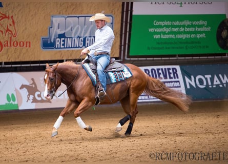 American Quarter Horse, Giumenta, 6 Anni, 152 cm, Sauro