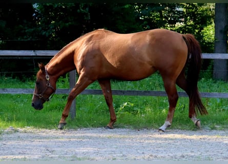 American Quarter Horse, Giumenta, 6 Anni, 154 cm, Sauro