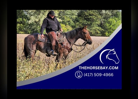 American Quarter Horse, Giumenta, 6 Anni, 157 cm, Baio roano